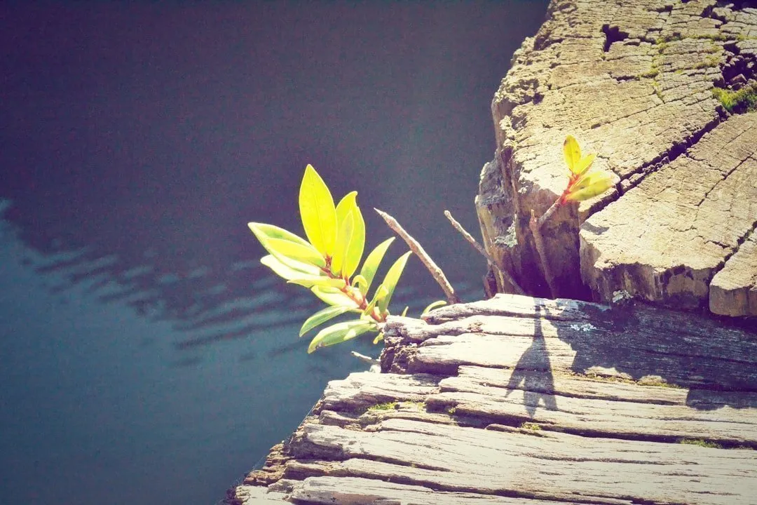 Photo Growth mindset