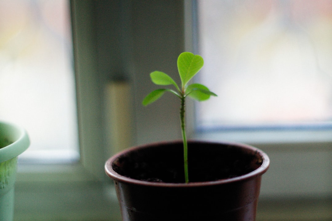 Photo optimize growth strategy