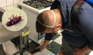 Ce faci când gândacii încep să apară tot mai des în casă